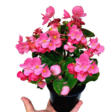Flori Gradina si Balcon - Ghetisoare Roz (2L)
