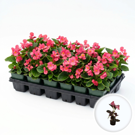 Flori Gradina si Balcon - Begonia Semperflorens Roz floare gheata ghiveci 9cm Pepiniera Sibiu