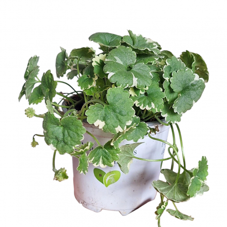 Flori Gradina si Balcon - Glecoma (P11)