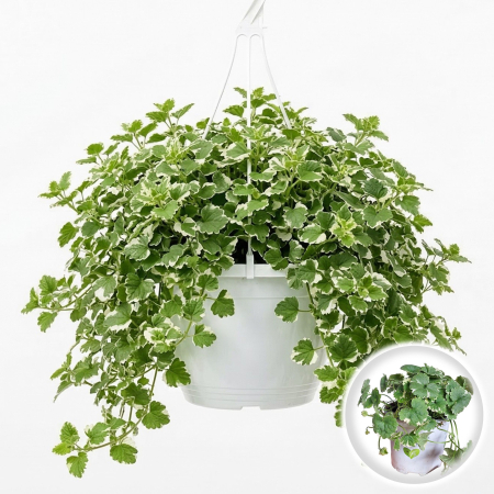 Flori Gradina si Balcon - Glechoma hederacea variegata ghiveci Pepiniera Sibiu