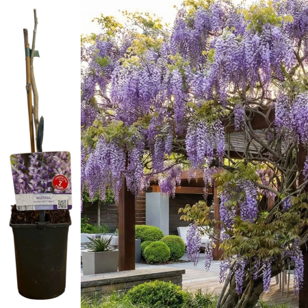 wisteria-sinensis-mov-glicina-pepiniera-sibiu [1]