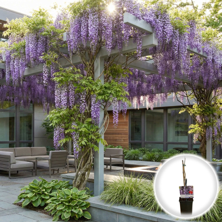 Glicina - wisteria-sinensis-mov-glicina-pepiniera-sibiu