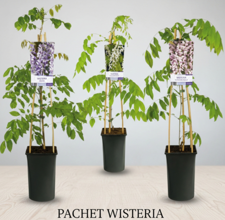 Glicina - Pachet 3 Glicine Wisteria Premium Alb Roz Mov Pepiniera Sibiu