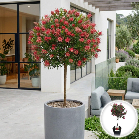 Grevillea - grevillea-poorinda-pe-tulpina-arbust-exotic-pepiniera-sibiu