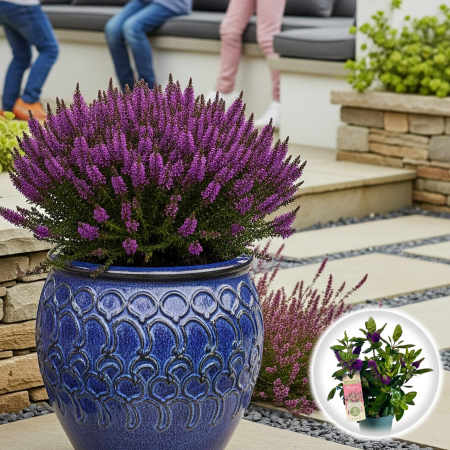 Flori Gradina si Balcon - Hebe Donna Alexa - Mov Inchis - 40cm