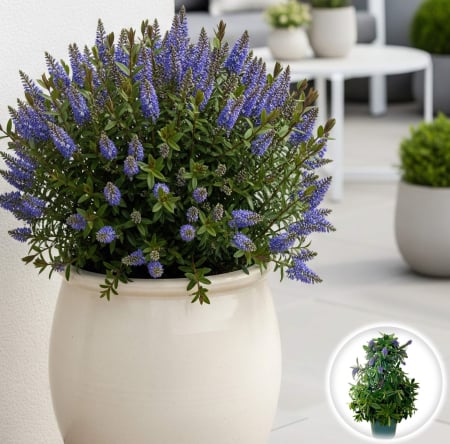 Flori Gradina si Balcon - Hebe Albastru - 50cm