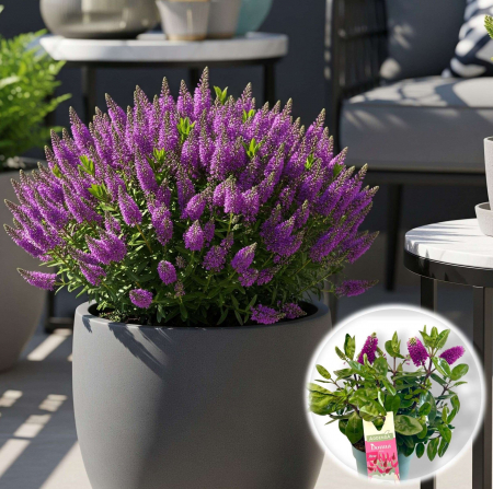 Flori Gradina si Balcon - Hebe Donna Alina - Mov  - 30cm+