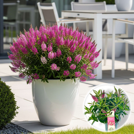 Flori Gradina si Balcon - Hebe Donna Nikka - Roz deschis - 40cm
