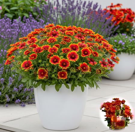 Flori Gradina si Balcon - Gaillardia Aristata - 30cm