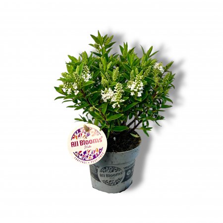 Hebe Mini - Alb [1]