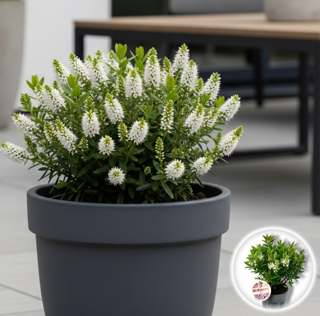 Flori Gradina si Balcon - Hebe Mini - Alb