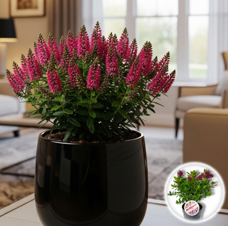 Flori Gradina si Balcon - Hebe Mini - Rosu