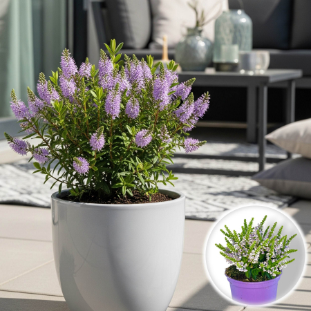 Flori Gradina si Balcon - Hebe Mini - Mov