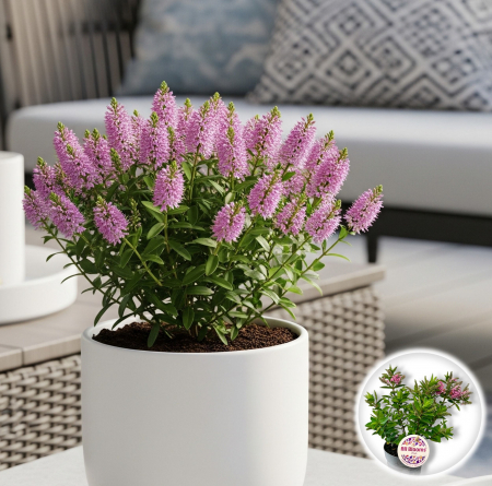 Flori Gradina si Balcon - Hebe Mini - Roz