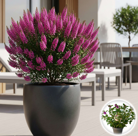 Flori Gradina si Balcon - Hebe - Roz inchis - 40cm