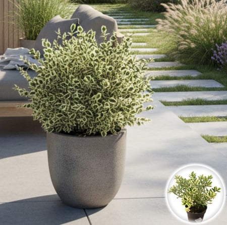 Flori Gradina si Balcon - Hebe Variegata - XL