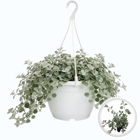 Flori Gradina si Balcon - Helichrysum petiolare Silver ghiveci Pepiniera Sibiu