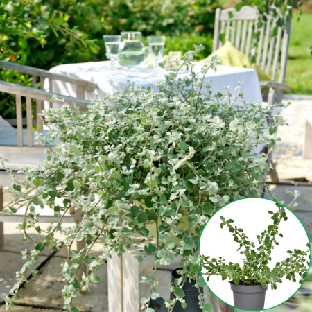 Flori Gradina si Balcon - Helichrysum - Argintiu (P11)