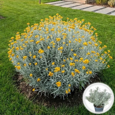 Plante Decorative - helichrysum-italicum-planta-curry-25cm-pepiniera-sibiu