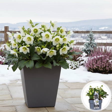 Plante Decorative - Helleborus - Christmas Carol - 30cm+