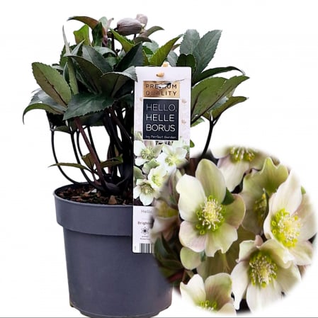 Plante Decorative - Helleborus - Guess - 30cm+