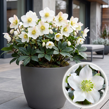 Flori Gradina si Balcon - helleborus-christmas-carol-trandafirul-craciunului-pepiniera-sibiu