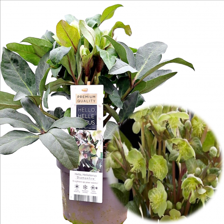 Plante Decorative - Helleborus - Diamonfire - 30cm+