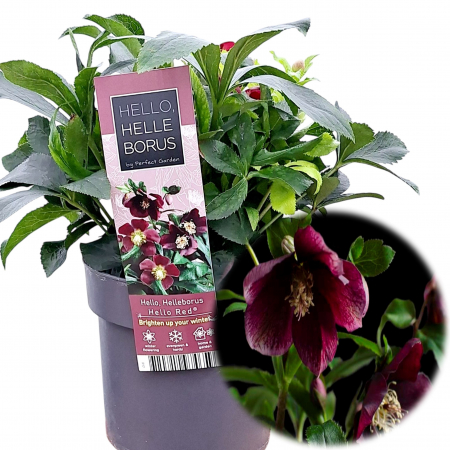Plante Decorative - Helleborus - Hello Red - 30cm+