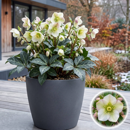Flori Gradina si Balcon - Helleborus lividus White spanz alb flori de iarna frunzis marmorat ghiveci Pepiniera Sibiu
