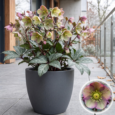 Flori Gradina si Balcon - Helleborus lividus Purple Ear spanz flori roz violet frunze marmorate ghiveci Pepiniera Sibiu