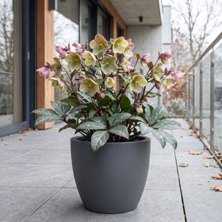 Helleborus lividus Purple Ear spanz flori roz violet frunze marmorate ghiveci Pepiniera Sibiu [1]