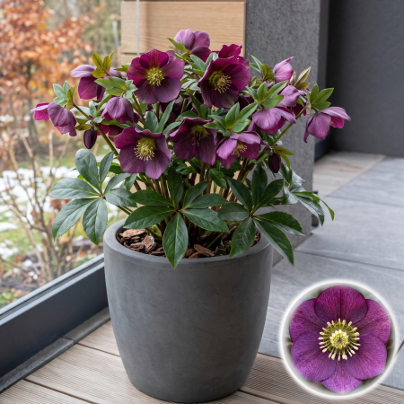 Flori Gradina si Balcon - Helleborus orientalis Purple spanz purpuriu flori de iarna ghiveci Pepiniera Sibiu
