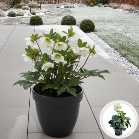 Plante Decorative - Helleborus Mini - Christmas Carol