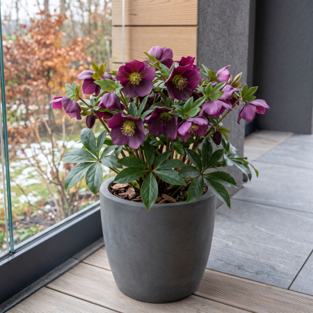 Helleborus orientalis Purple spanz purpuriu flori de iarna ghiveci Pepiniera Sibiu [1]