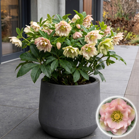 Flori Gradina si Balcon - Helleborus orientalis Double Light spanz floare dubla batuta ghiveci Pepiniera Sibiu