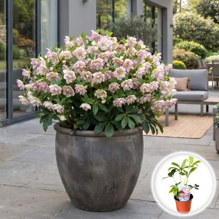 Helleborus - helleborus-double-ellen-picotee-spanz-flori-duble-pepiniera-sibiu