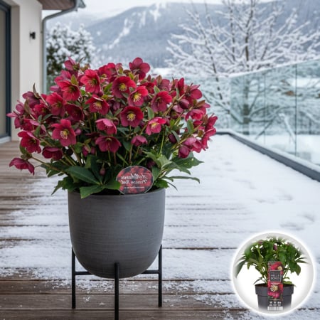 Helleborus - Helleborus - Princess Red - 30cm+