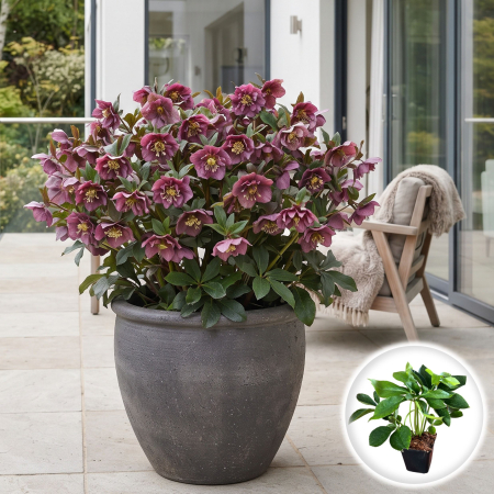 Helleborus - helleborus-orientalis-pretty-ellen-purple-spanz-violet-pepiniera-sibiu