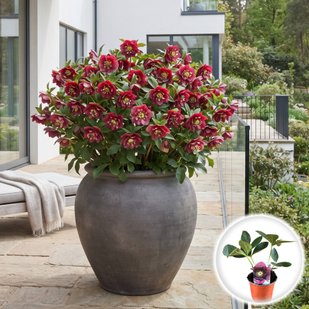 Helleborus - helleborus-orientalis-double-ellen-red-spanz-batut-flori-rosii-pepiniera-sibiu
