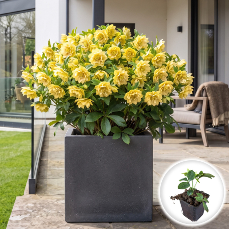 Helleborus - helleborus-orientalis-double-ellen-yellow-spanz-flori-duble-galbene-pepiniera-sibiu