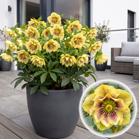 Flori Gradina si Balcon - helleborus-yellow-spotted-spanz-peren-de-umbra-pepiniera-sibiu