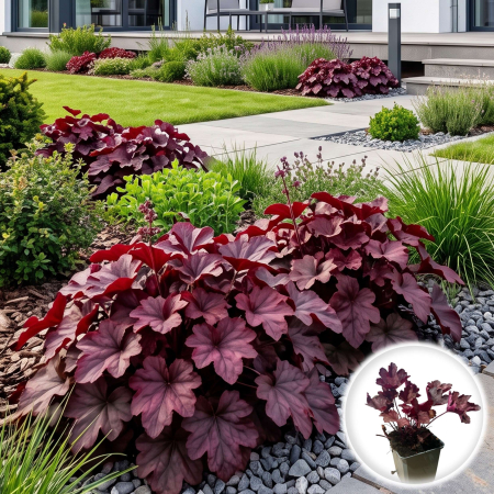 Heuchera - heuchera-burgundy-blast-floarea-coralilor-perena-pepiniera-sibiu