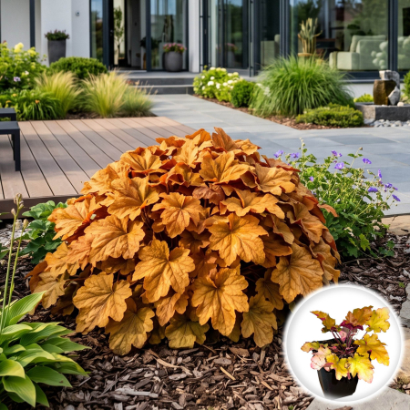 Heuchera - heuchera-caramel-planta-perena-decorativa-pepiniera-sibiu