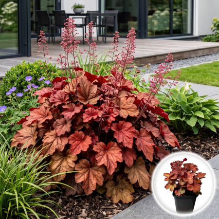 Heuchera - heuchera-cherry-cola-planta-perena-ornamentala-pepiniera-sibiu