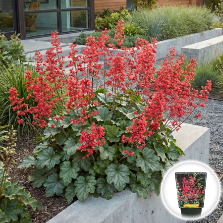 Heuchera - heuchera-coral-petite-ghiveci-frunze-decorative-pepiniera-sibiu
