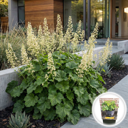 Heuchera - heuchera-micrantha-frunze-decorative-ghiveci-pepiniera-sibiu