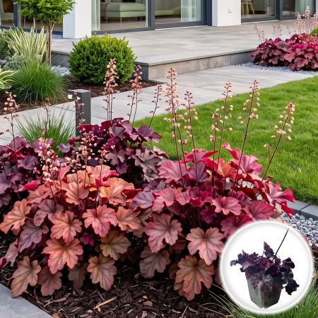 Heuchera - heuchera-everglow-rose-sunset-planta-perena-pepiniera-sibiu