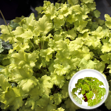 Plante Decorative - HEUCHERA - Lime (P11)