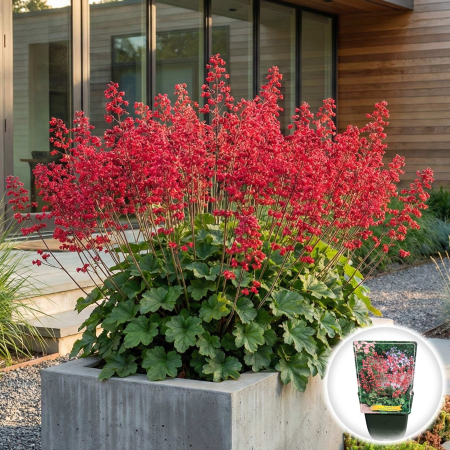 Heuchera - heuchera-sanguinea-bressingham-clopotei-coral-rosii-pepiniera-sibiu