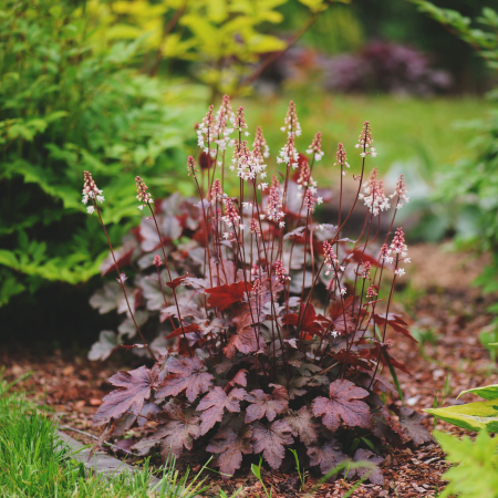 HEUCHERA - Neagra (P11) [1]